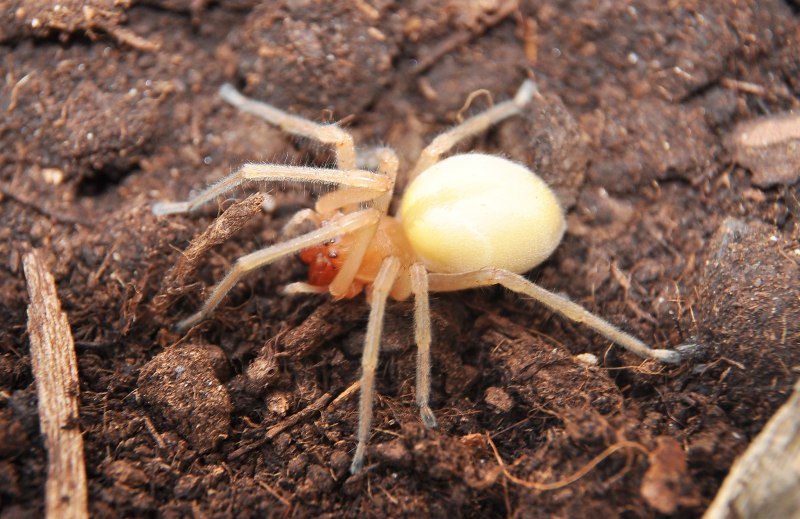 Cheiracanthium punctorium