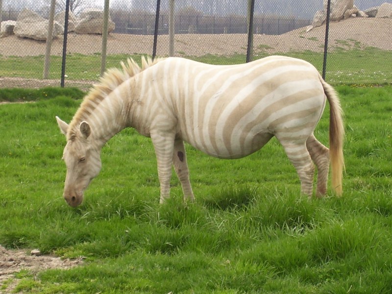 Зебра белая (50 фото)