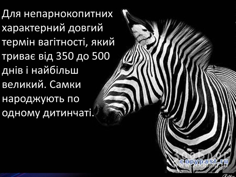 Зебра черно белая