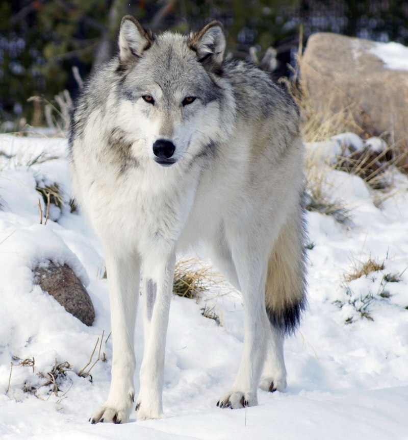 Бело серый волк (56 фото)