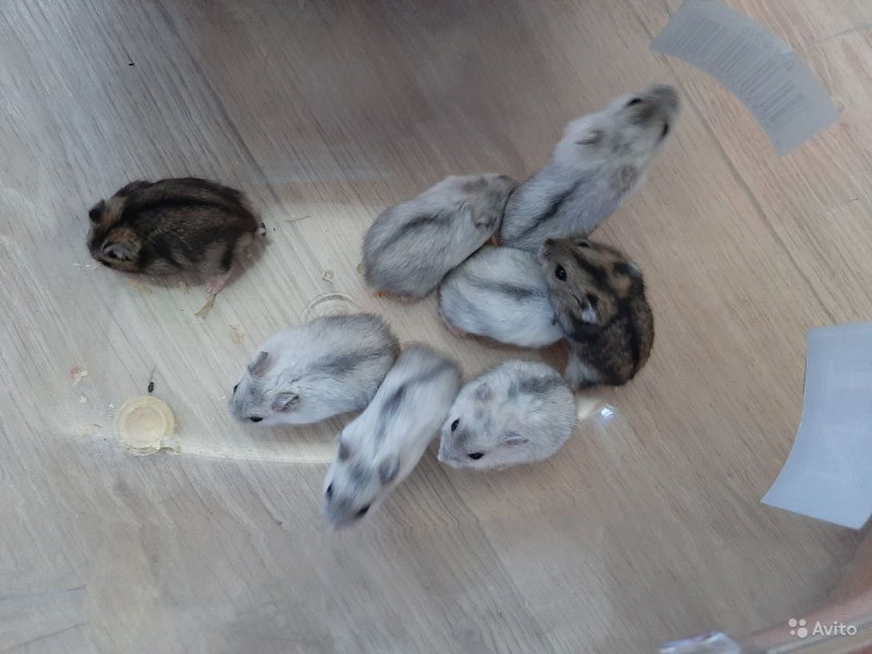 Джунгарский хомяк серый
