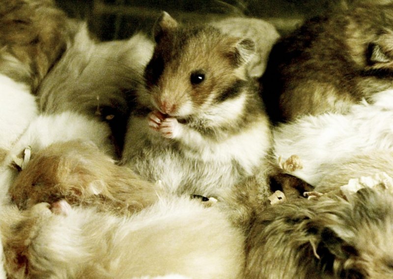 Хомячок серый – Cricetulus migratorius Pallas, 1773.