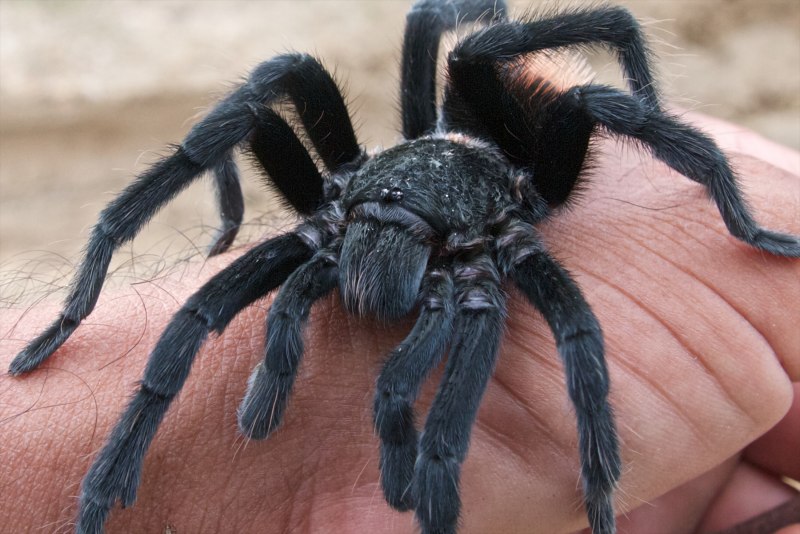 Паук Grammostola pulchra