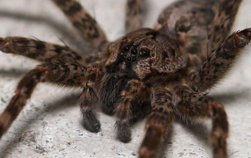 Lycosa Narbonensis