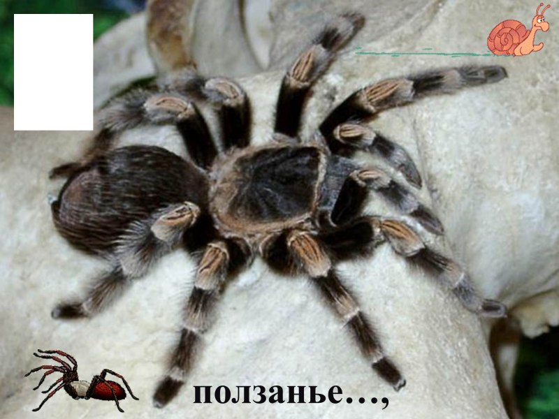 Южноуральский Тарантул