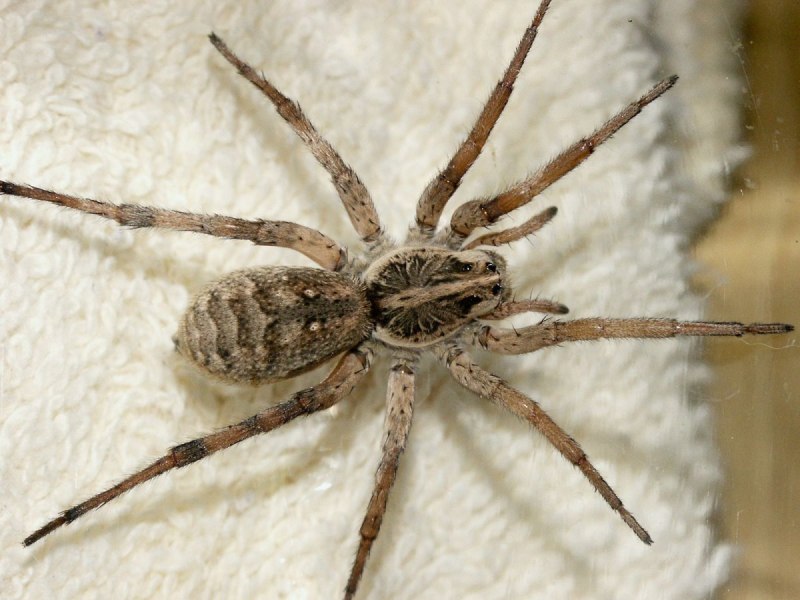 Паук-птицеед Poecilotheria Ornata