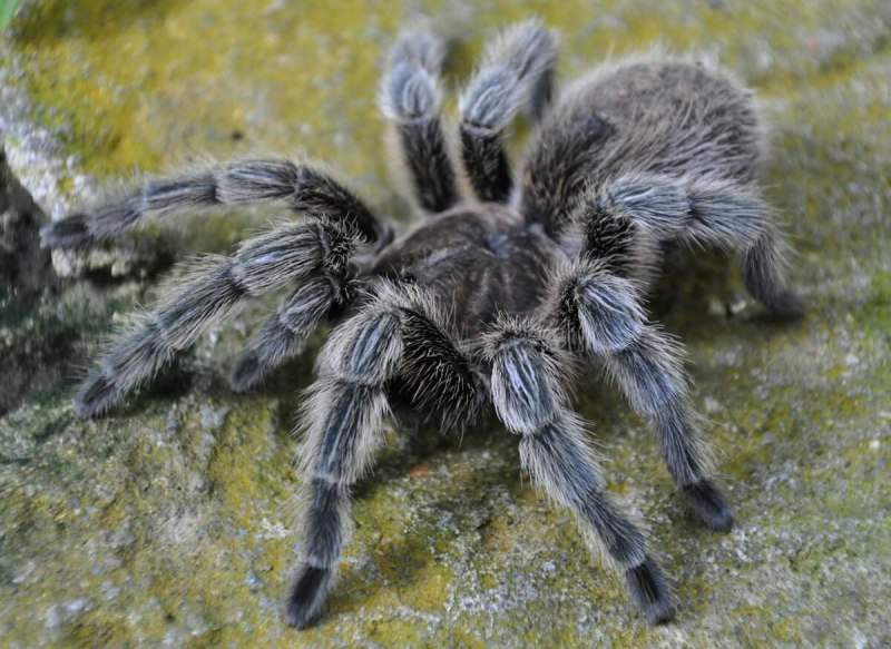 Тарантул Lycosa Narbonensis
