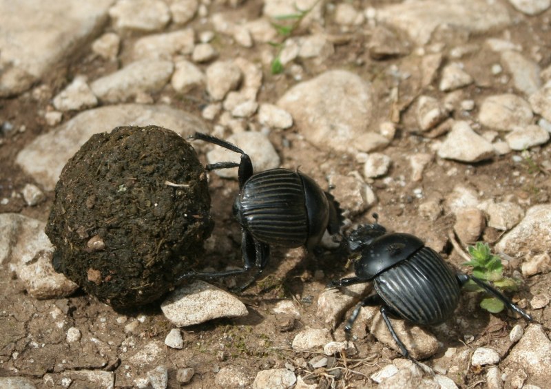 Жук навозник coprophagia