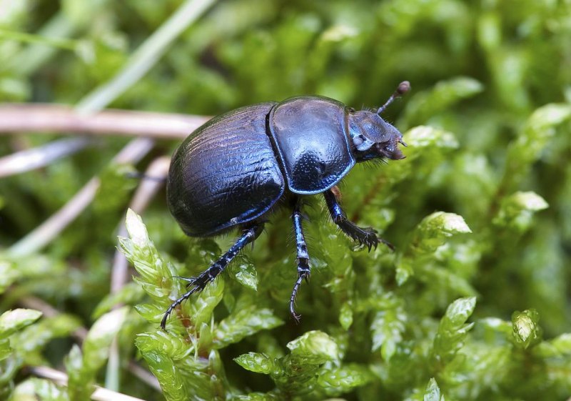 Anoplotrupes stercorosus