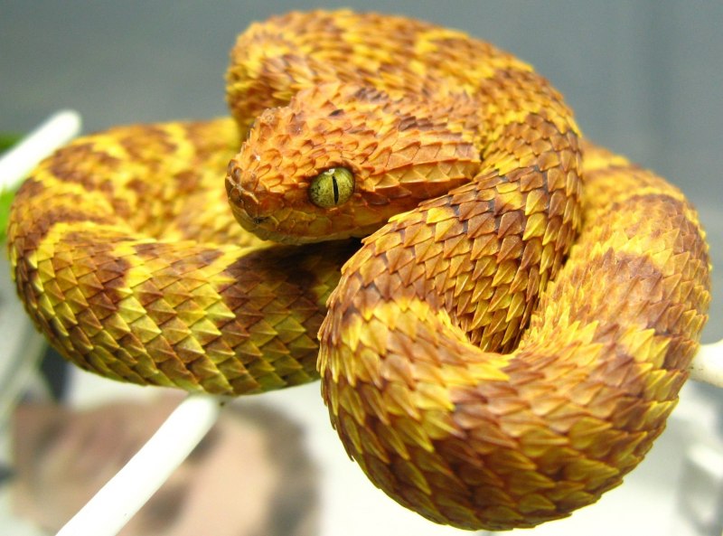 Кустарниковая гадюка (Atheris