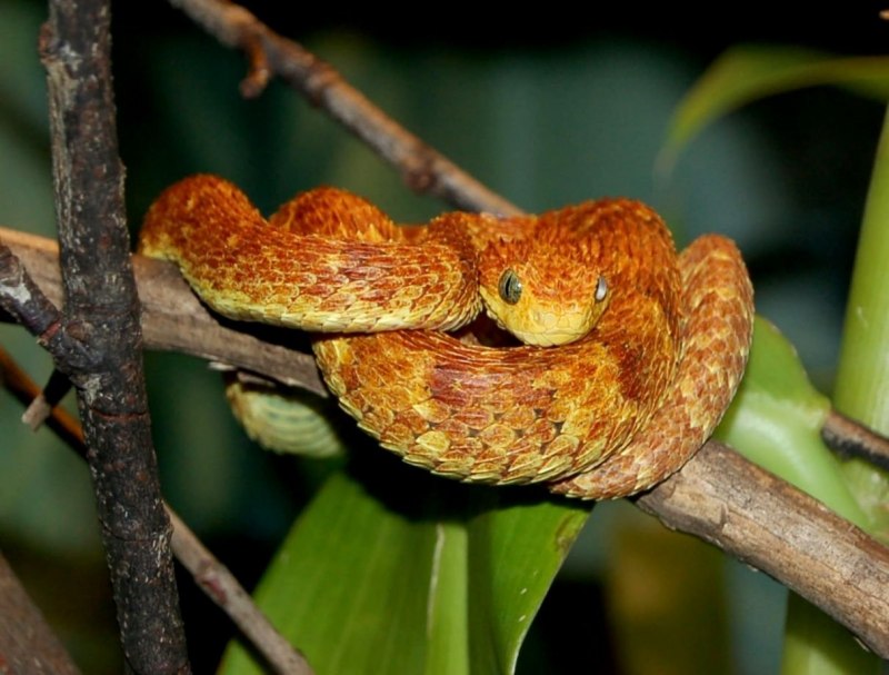 Кустарниковая гадюка (Atheris