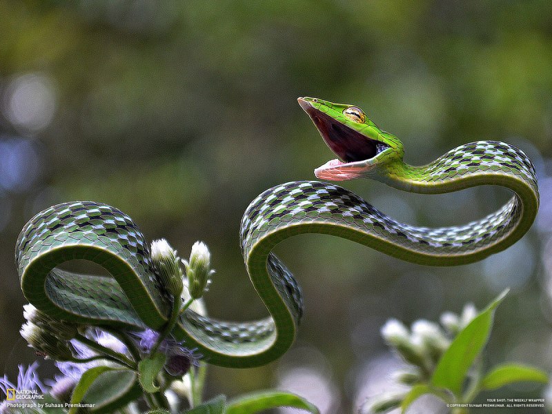 Кустарниковая гадюка (Atheris