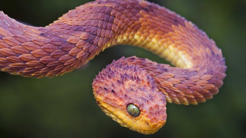Стрела-змея (Psammophis lineolatus)