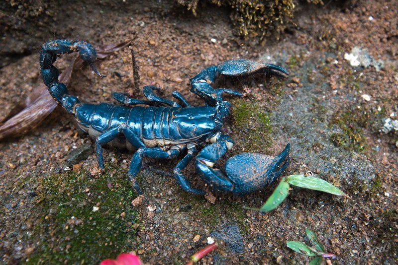 Голубой скорпион (63 фото)
