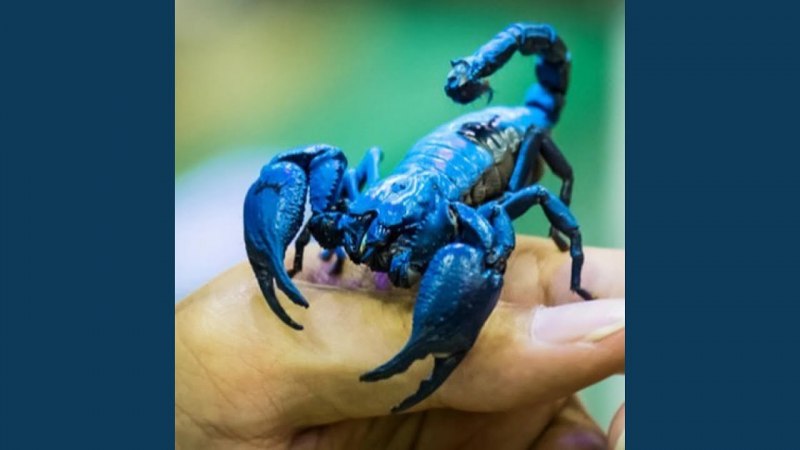 Самый большой Скорпион