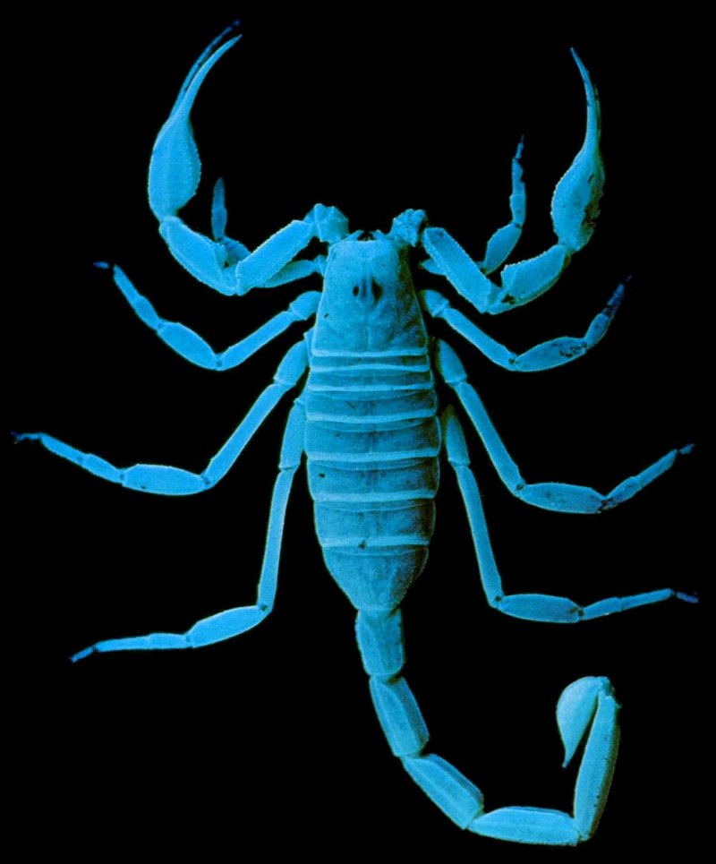 Scorpio знак зодиака