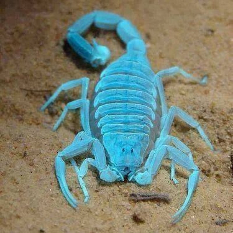 Deathstalker Скорпион