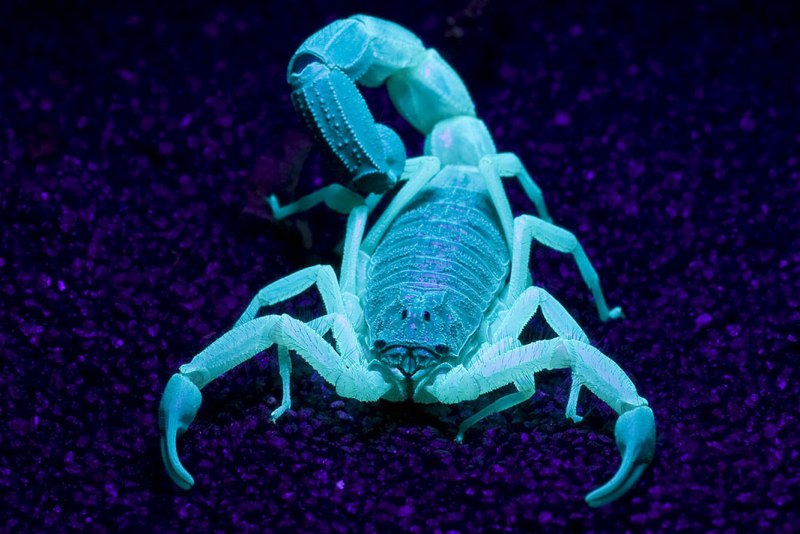 Королевский Императорский Скорпион