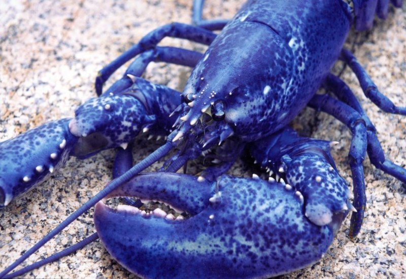 Heterometrus laoticus