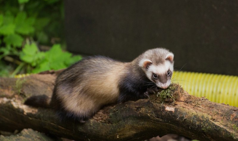 Европейская норка (Mustela lutreola)