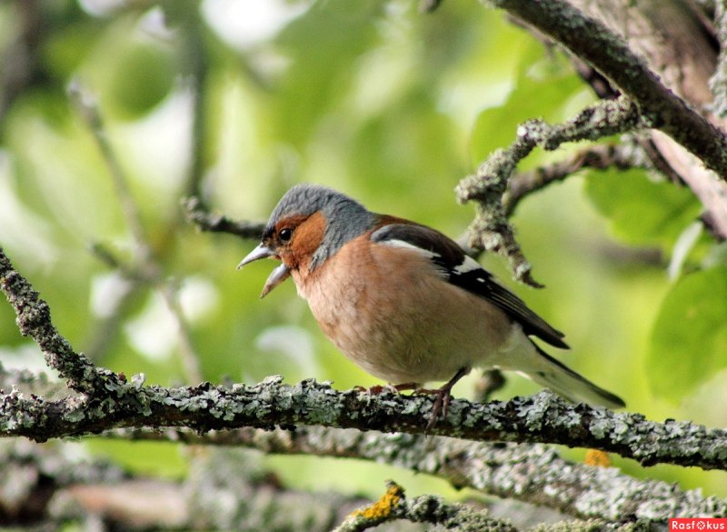 Зяблик обыкновенный ( fringilla COELEBS)