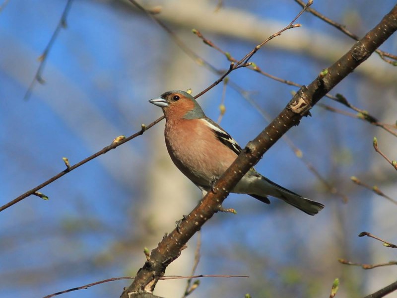 Fringilla COELEBS