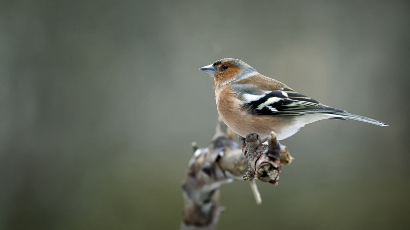 Зяблик (fringilla COELEBS)