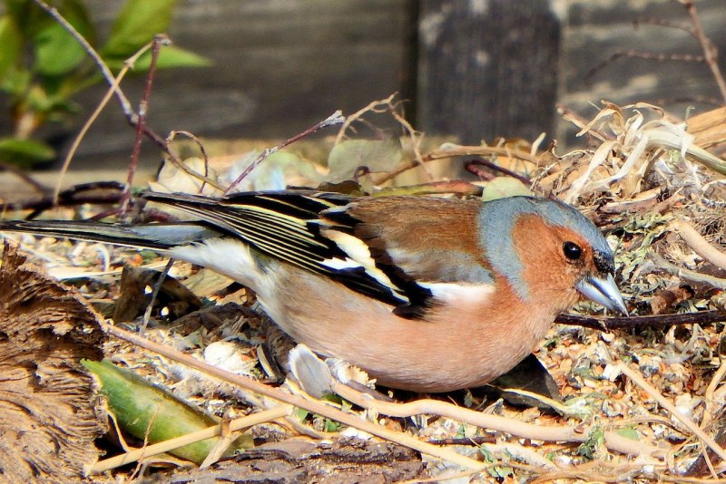 Зяблик (fringilla COELEBS)