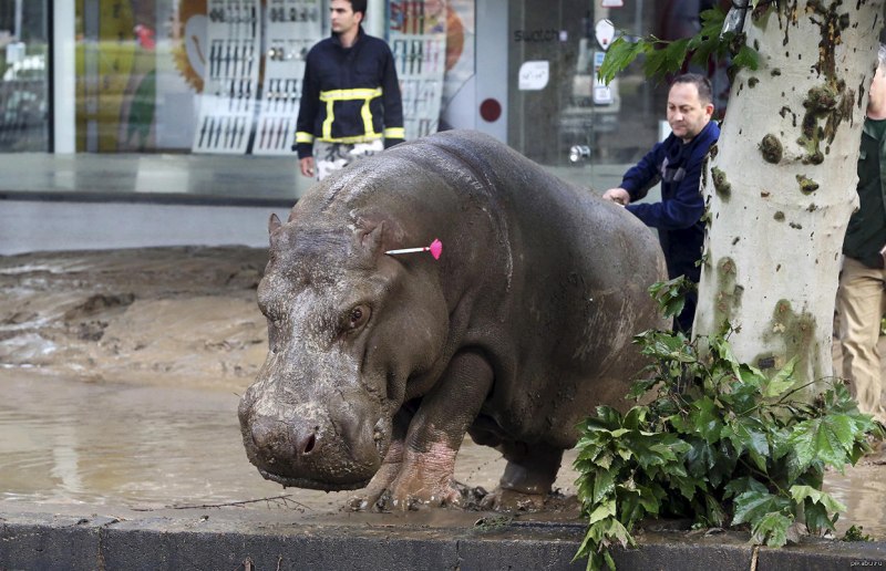 Гиппопотам Hippopotamus, 2018