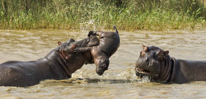 Гиппопотам Hippopotamus, 2018
