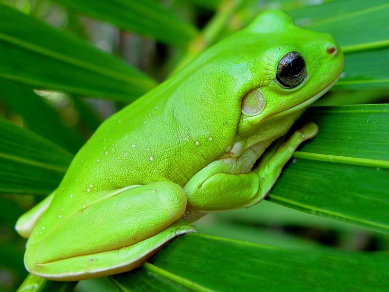 Зеленая лягушка (52 фото)