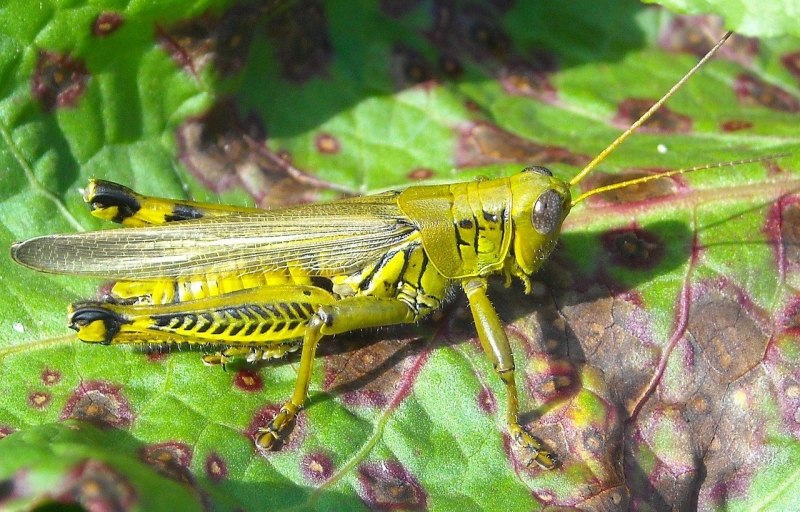 Conocephalus dorsalis