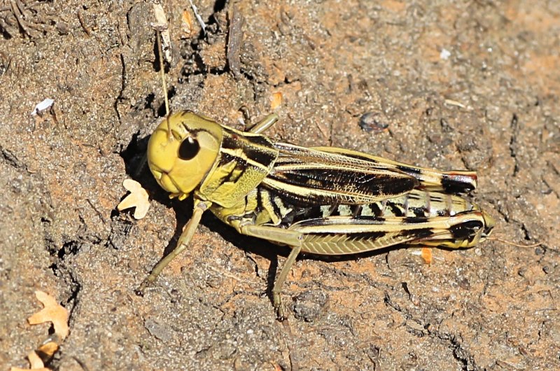 Кузнечик Tettigonia viridissima