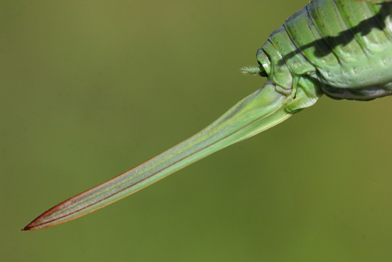 Земляной богомол (Geomantis Larvoides)