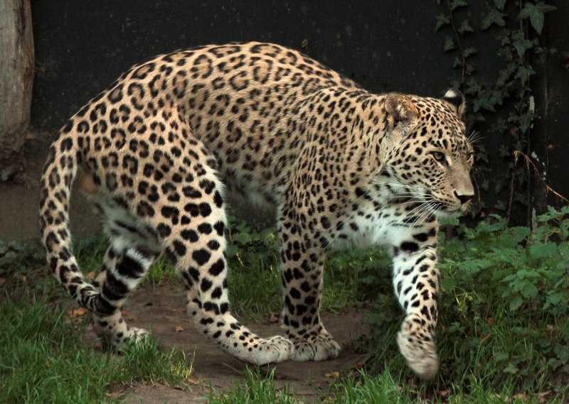 Panthera pardus saxicolor