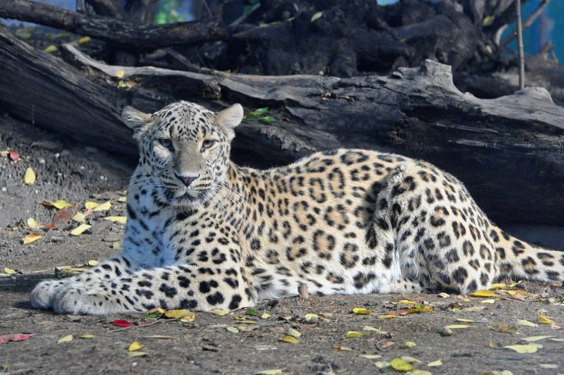 Персидский леопард (49 фото)