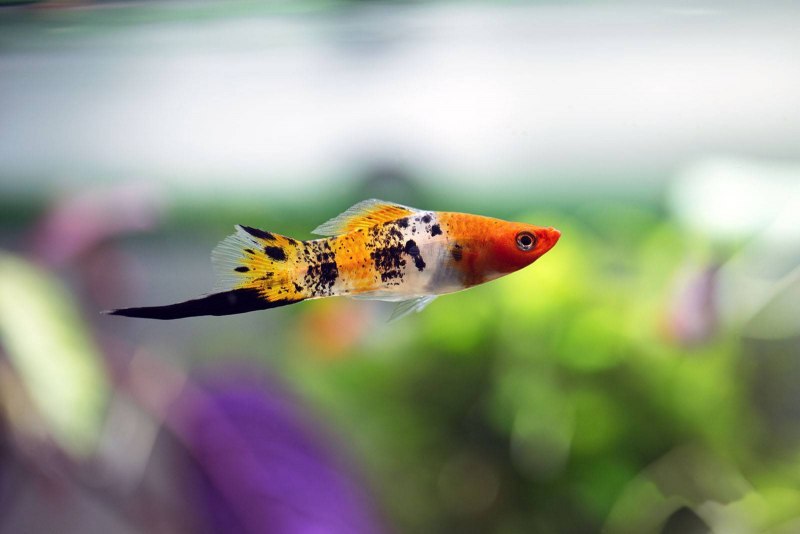 Меченосец Берлинский Xiphophorus helleri