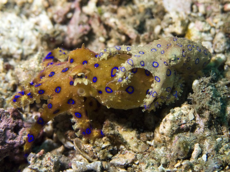Hapalochlaena lunulata