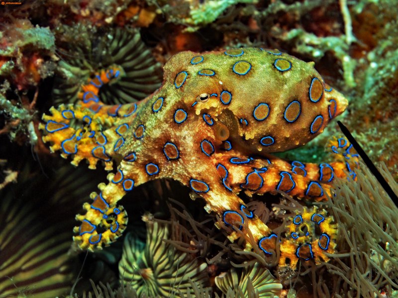Hapalochlaena lunulata