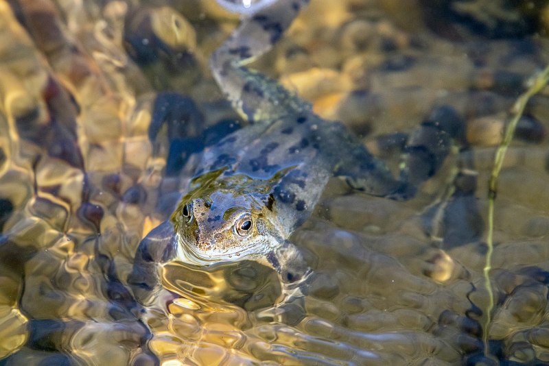 Гвианская водяная жаба