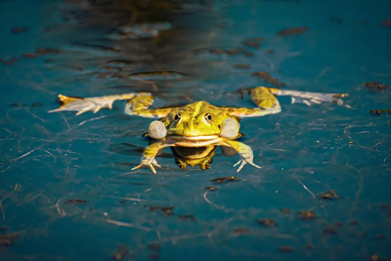 Водяная жаба
