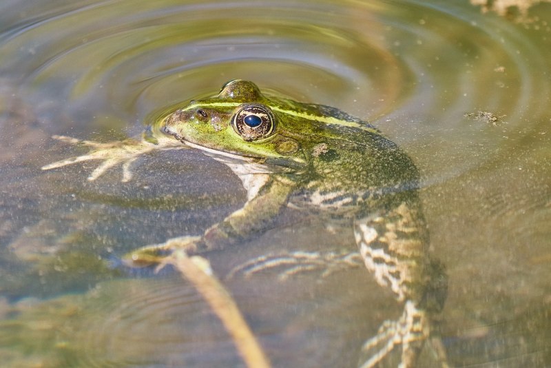 Гвианская водяная жаба