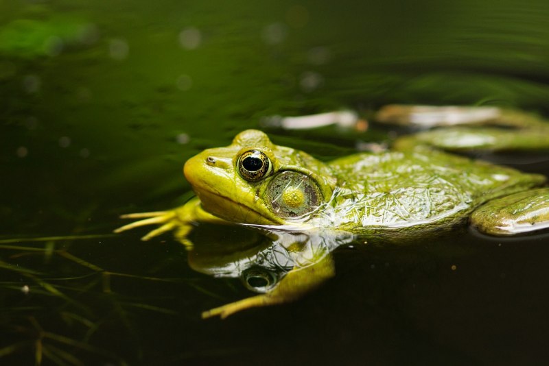 Водная Флора и фауна