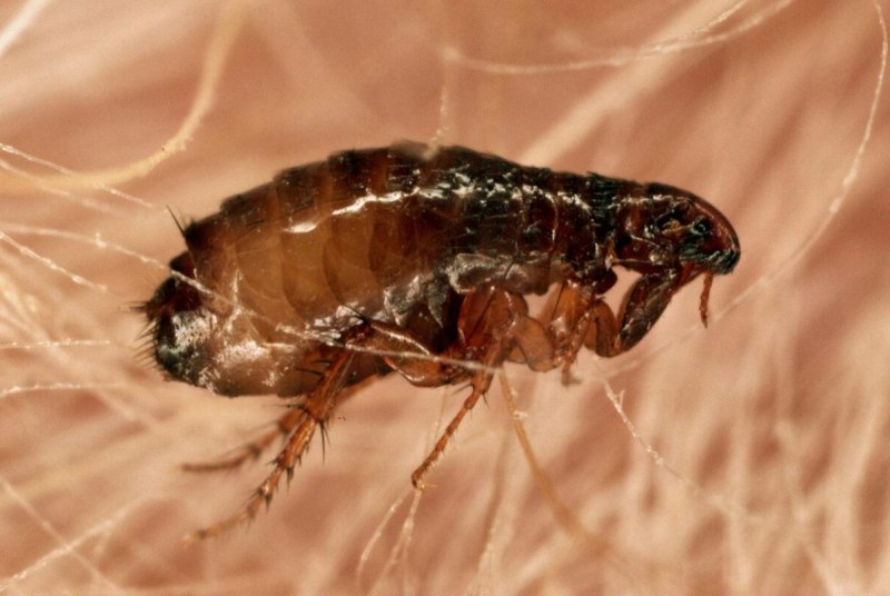 Головная вошь - Pediculus capitis