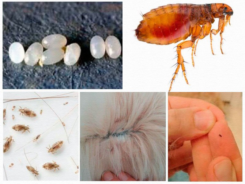 Вошь платяная (Pediculus humanus humanus