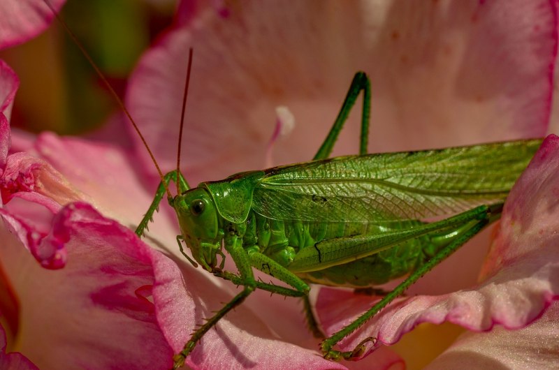 Cricket насекомое