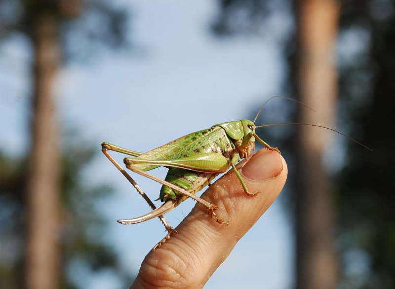 Giant Katydid