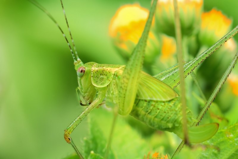 Tettigonia viridissima
