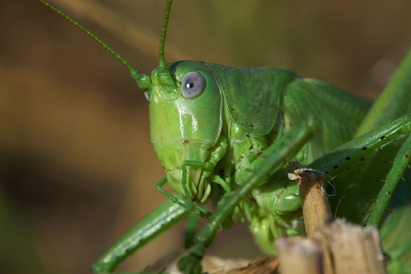 Кузнечик Tettigonia viridissima