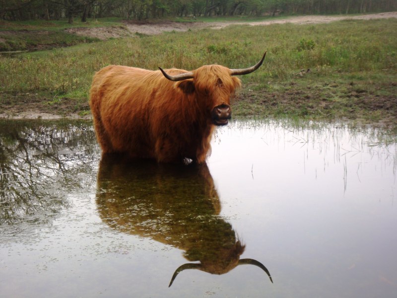 Черный водяной бык